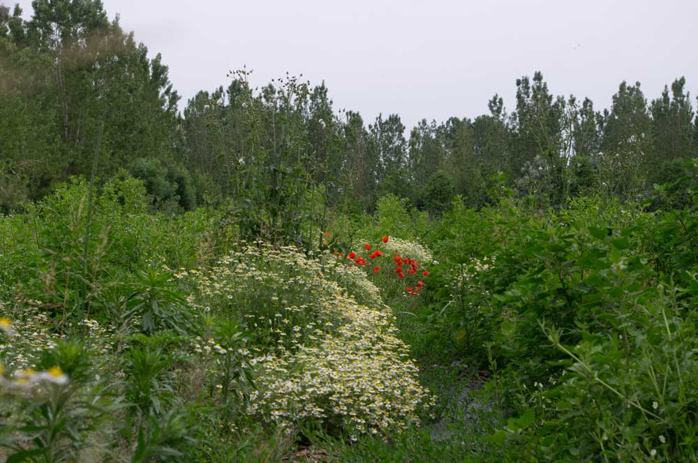 campi-2